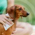 Tickless Citronella Dog Wipes image thumbnail 4