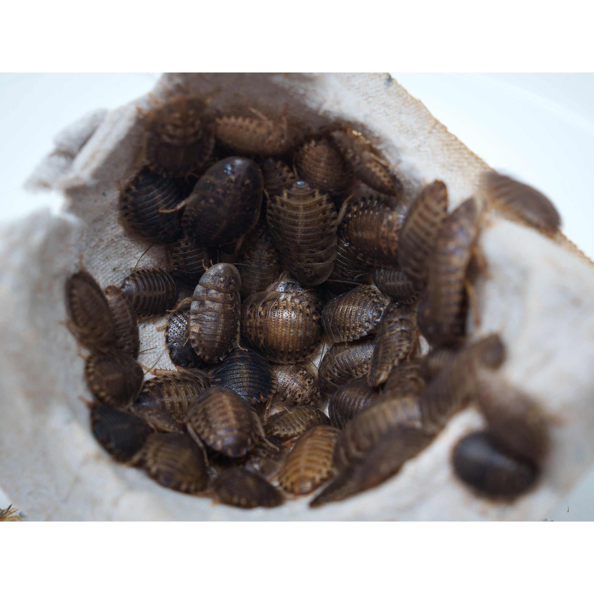Reptile Food - Live Dubia Roaches Medium - 50 Count - thumbnail 2