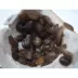 Dubia Roaches - 50 Count Medium image thumbnail 2