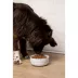 Waggo Cling Non Skid Dog Bowl image thumbnail 4