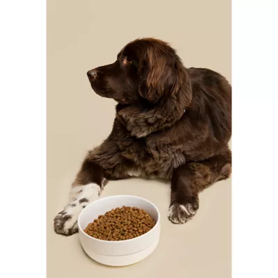 Waggo Cling Non Skid Dog Bowl - Image 5