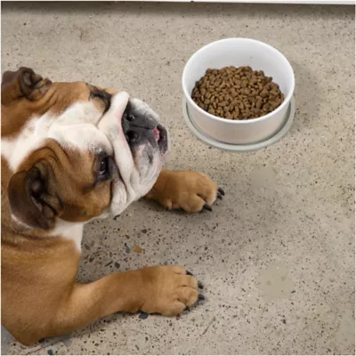 Product Waggo Habit Circle Silicone Dog Placemats