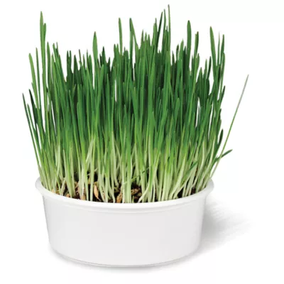 Product Smartykat Sweet Greens Grow Kit