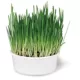 Product Smartykat Sweet Greens Grow Kit