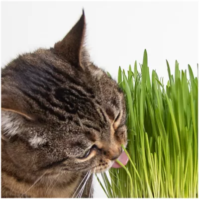 Product Smartykat Sweet Greens Grow Kit