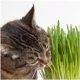 Product Smartykat Sweet Greens Grow Kit