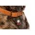 Two Tails Pet Company 'I Tried' Pet ID Tag image thumbnail 2