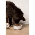 Waggo Cling Non Skid Dog Bowl image thumbnail 4
