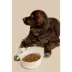 Waggo Cling Non Skid Dog Bowl image thumbnail 5