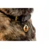 Two Tails Pet Company 'Lightning Bolt' Pet ID Tag image thumbnail 3