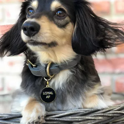 Product Two Tails Pet Company 'Loyal AF' Pet ID Tag
