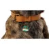 Two Tails Pet Company 'Pawsitivity' Pet ID Tag image thumbnail 3