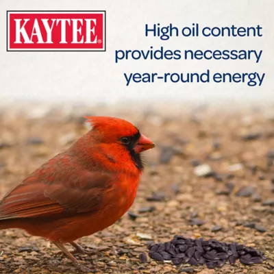 Product Kaytee Black Oil Sunflower Wild Bird Food 5 Lb