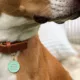 Product Two Tails Pet Company 'That Is So Fetch' Pet ID Tag