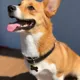 Product Two Tails Pet Company 'Treat Yo Self' Pet ID Tag