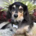 Two Tails Pet Company 'Treat Yo Self' Pet ID Tag image thumbnail 3