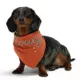 Product Hotel Doggy Dog Bandana - Howdy Lasso