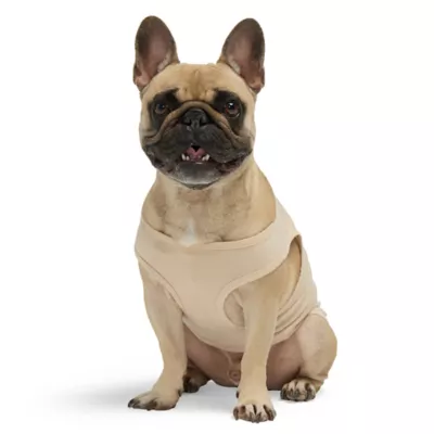 Product Hotel Doggy "Born To Be Wild" Jersey Tank Top T-shirt for Dogs