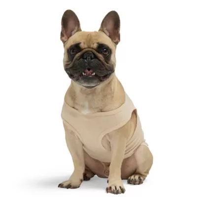 Product Hotel Doggy "Born To Be Wild" Jersey Tank Top T-shirt for Dogs