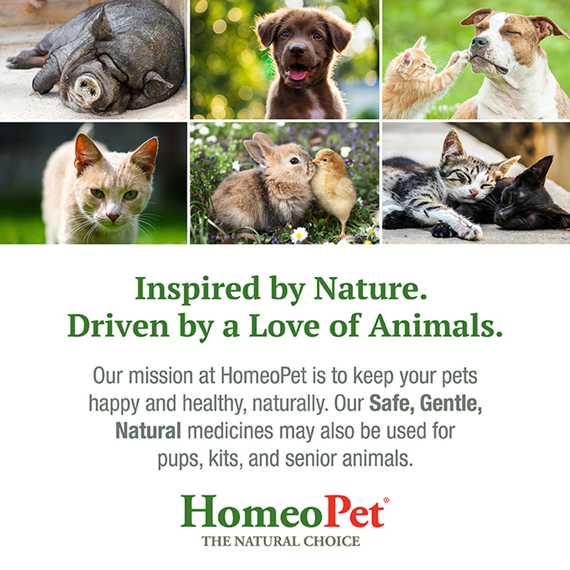 HomeoPet Small Pet Digestive Upsets Relief Digestive Support Supplement - thumbnail 7