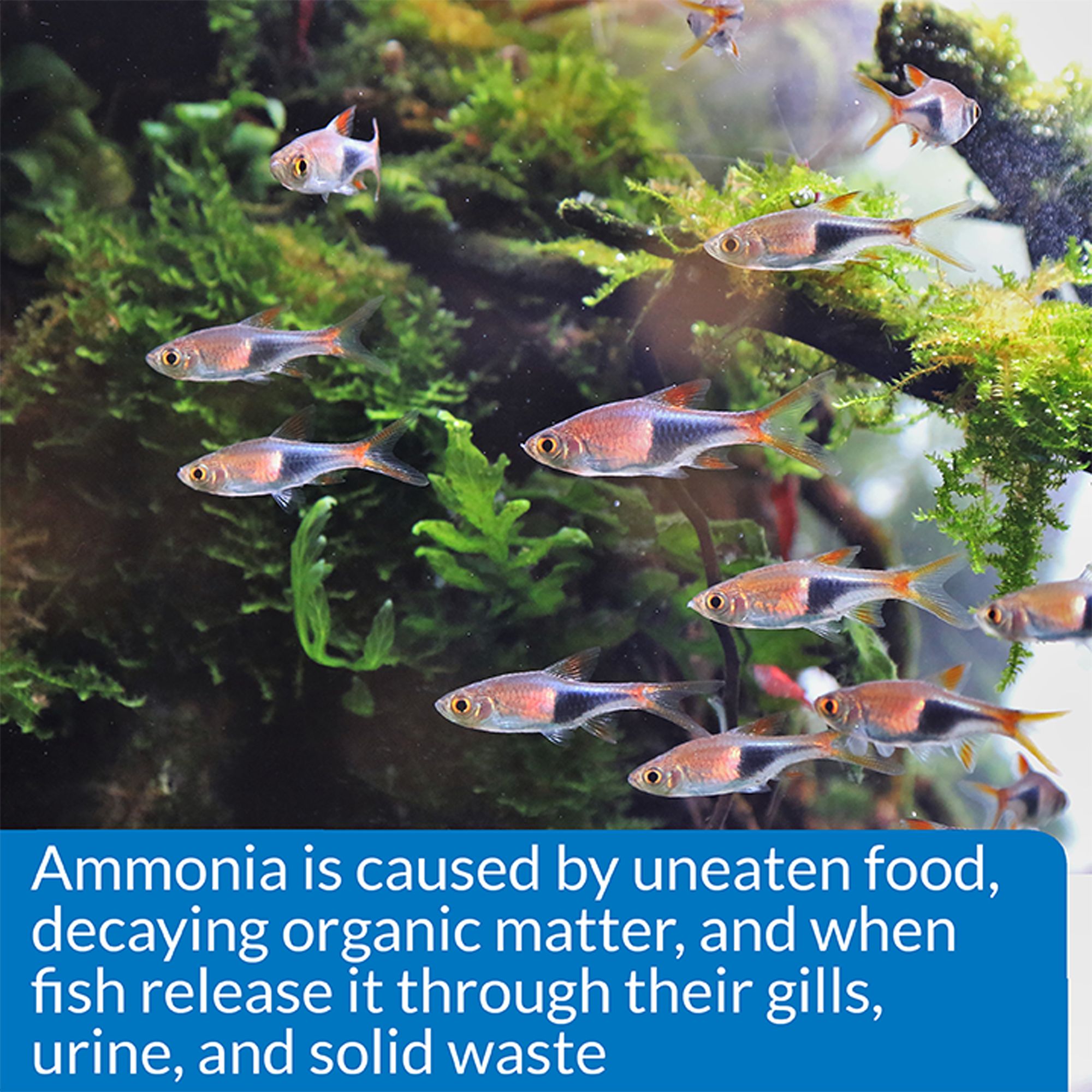API® Amonia Test Kit for Aquarium Water Testing - thumbnail 4
