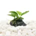 Top Fin® Anubias Live Aquatic Plant with Rock Base image thumbnail 1