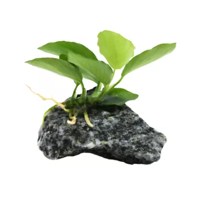 Product Top Fin® Anubias Live Aquatic Plant with Rock Base