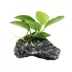 Top Fin® Anubias Live Aquatic Plant with Rock Base image thumbnail 3