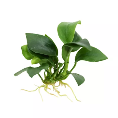 Product Top Fin® Anubias Aquatic Plant with Wood Base