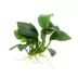 Top Fin® Anubias Aquatic Plant with Wood Base image thumbnail 2