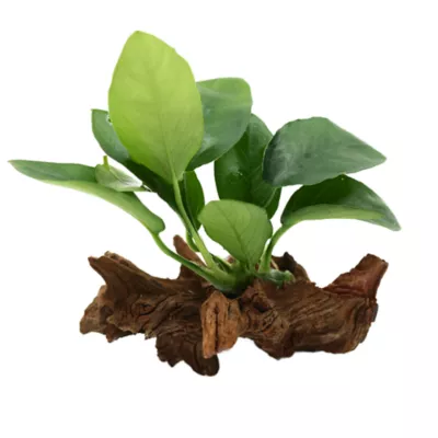 Product Top Fin® Anubias Aquatic Plant with Wood Base