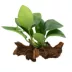 Top Fin® Anubias Aquatic Plant with Wood Base image thumbnail 3