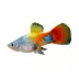 Blue Butterfly Moon Platy image thumbnail 1