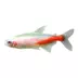 Gold Neon Tetra image thumbnail 1
