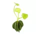 Banana Plant image thumbnail 1
