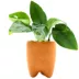 Terracotta Anubias Plant image thumbnail 1
