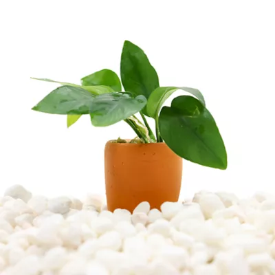 Product Terracotta Anubias Plant