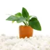 Terracotta Anubias Plant image thumbnail 2