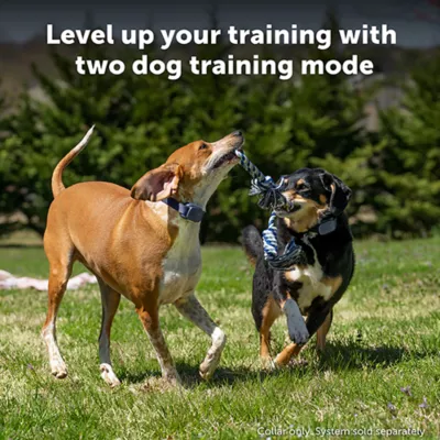 Product  PetSafe Core Trainer Add-A-Dog Collar, Extra Collar for Dog Training Collar with Remote