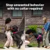 PetSafe Collarless Trainer - Ultrasonic Training Tool - Handheld Anti-Bark Device image thumbnail 2