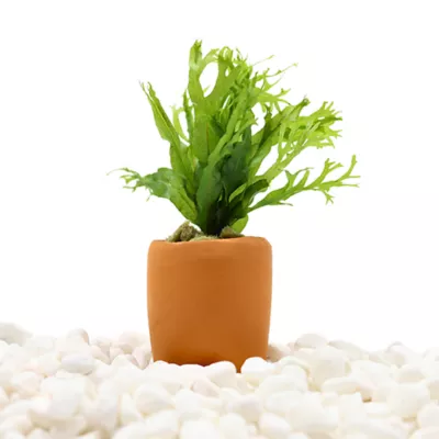 Product Terracotta Microsorum Plant