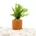 Terracotta Microsorum Plant image thumbnail 2