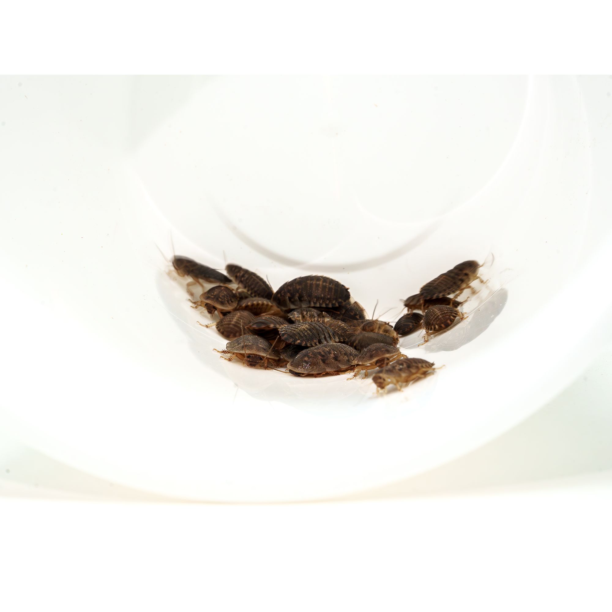 Live Dubia Roaches - Feeder Insects For Reptiles - S/M/L/XL 10-50 Count
