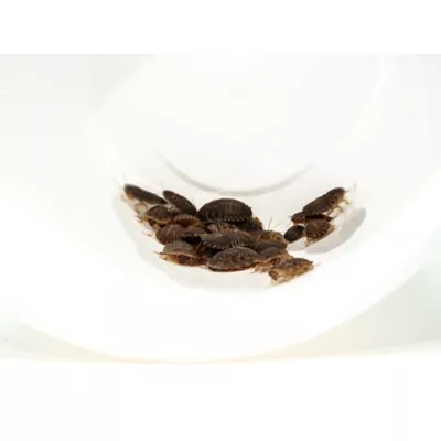 Product Dubia Roach Large 25 Ct.
