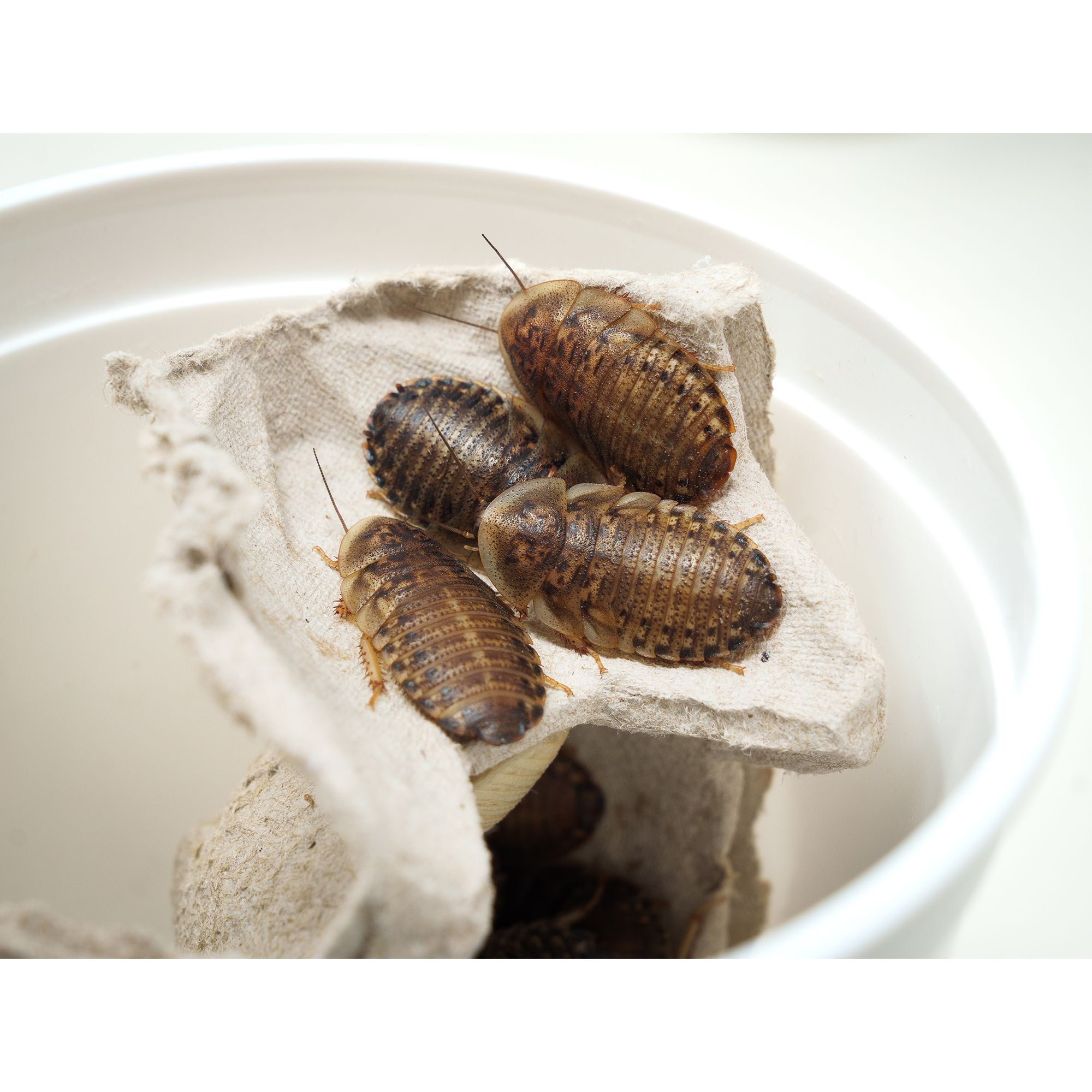 Reptile Food - Live Dubia Roaches Large - 25 Count - thumbnail 3