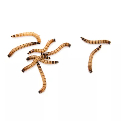 Product Superworms 50 Ct