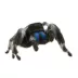 Regal Jumping Spider image thumbnail 1