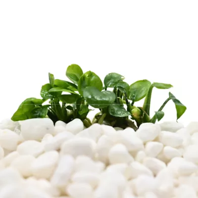 Product Top Fin® Anubias Tissue Culture Live Aquatic Plant