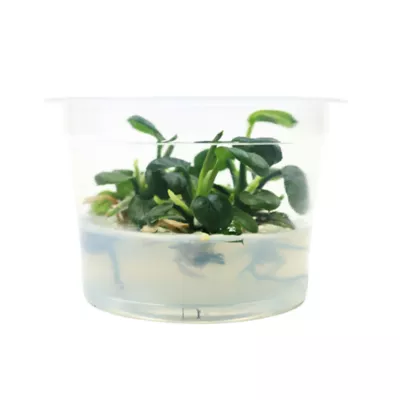 Product Top Fin® Anubias Tissue Culture Live Aquatic Plant