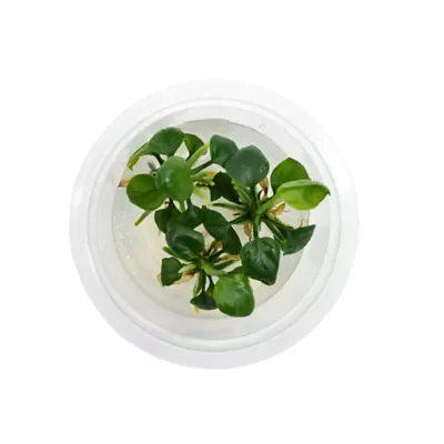 Product Top Fin® Anubias Tissue Culture Live Aquatic Plant